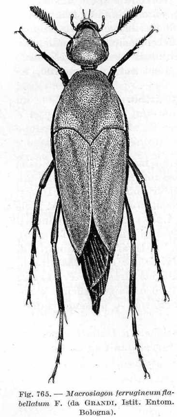 Macrosiagon ferrugineum, stranissimo coleott. Rhipiphoridae